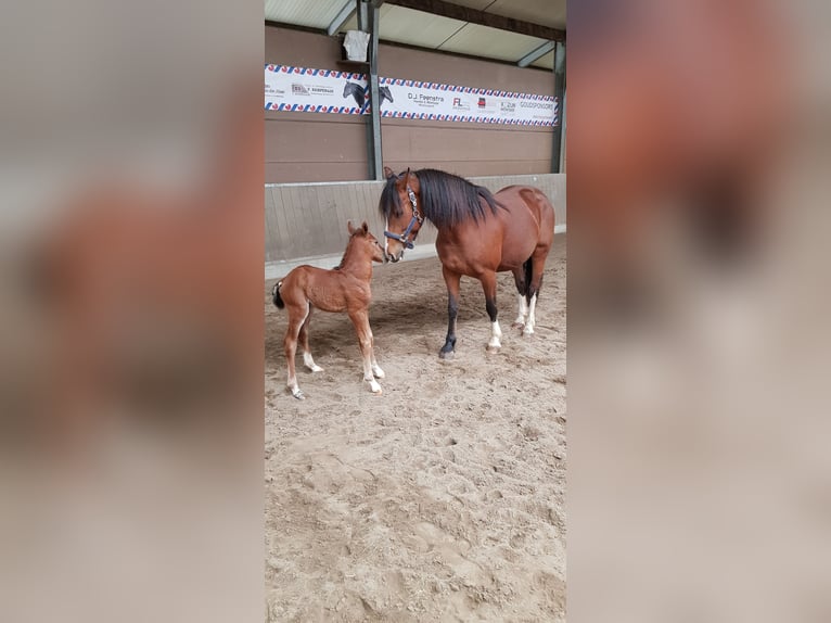 Freiberg / Franches Montagnes Giumenta 6 Anni 151 cm Baio in Woudenberg