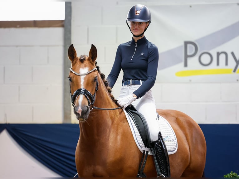 Freiberg / Franches Montagnes Giumenta 6 Anni 152 cm Baio in Marsberg