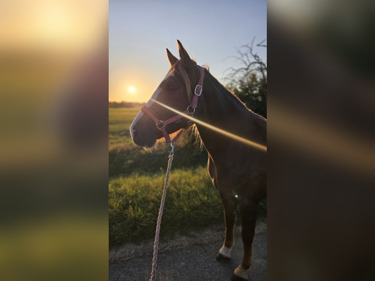 Freiberg / Franches Montagnes Giumenta 6 Anni 155 cm Sauro in Braunschweig