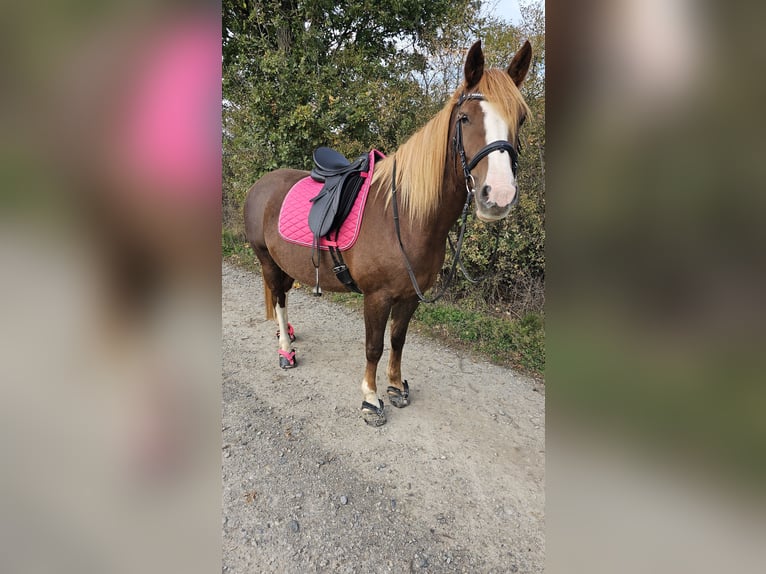 Freiberg / Franches Montagnes Giumenta 6 Anni 155 cm Sauro in Braunschweig