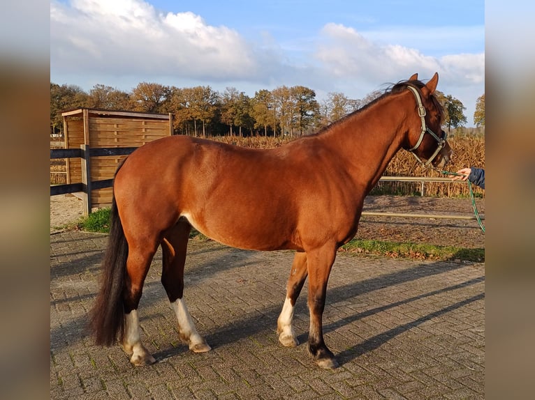 Freiberg / Franches Montagnes Giumenta 7 Anni 151 cm Baio in Woudenberg