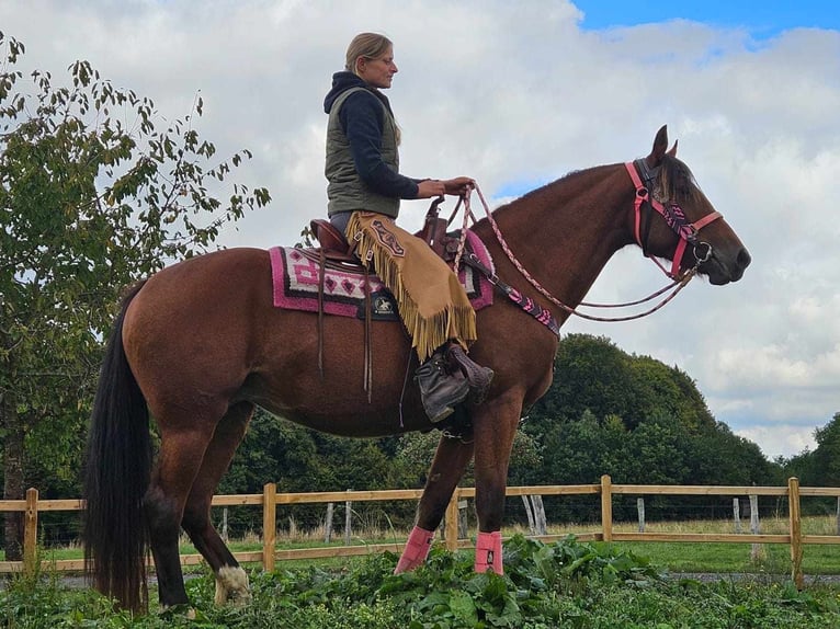 Freiberg / Franches Montagnes Giumenta 7 Anni 158 cm Baio in Linkenbach