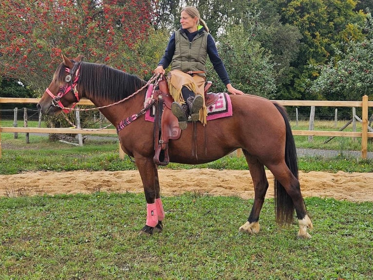 Freiberg / Franches Montagnes Giumenta 7 Anni 158 cm Baio in Linkenbach