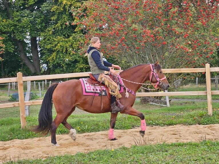 Freiberg / Franches Montagnes Giumenta 7 Anni 158 cm Baio in Linkenbach