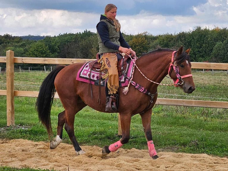 Freiberg / Franches Montagnes Giumenta 7 Anni 158 cm Baio in Linkenbach