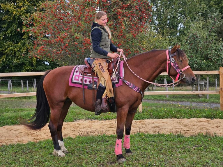 Freiberg / Franches Montagnes Giumenta 7 Anni 158 cm Baio in Linkenbach