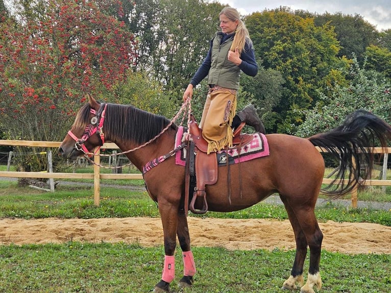 Freiberg / Franches Montagnes Giumenta 7 Anni 158 cm Baio in Linkenbach