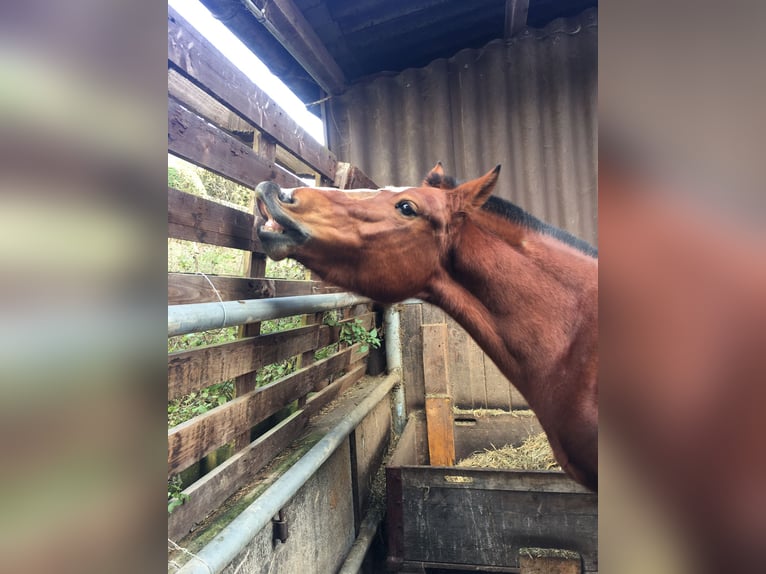 Freiberg / Franches Montagnes Giumenta 8 Anni 154 cm Baio in Othmarsingen