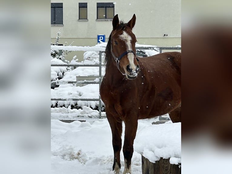 Freiberg / Franches Montagnes Giumenta 8 Anni 154 cm Baio in Othmarsingen