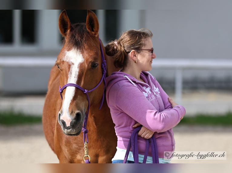 Freiberg / Franches Montagnes Giumenta 8 Anni 154 cm Baio in Othmarsingen