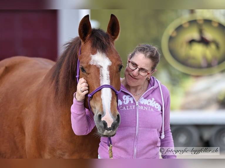 Freiberg / Franches Montagnes Giumenta 8 Anni 154 cm Baio in Othmarsingen