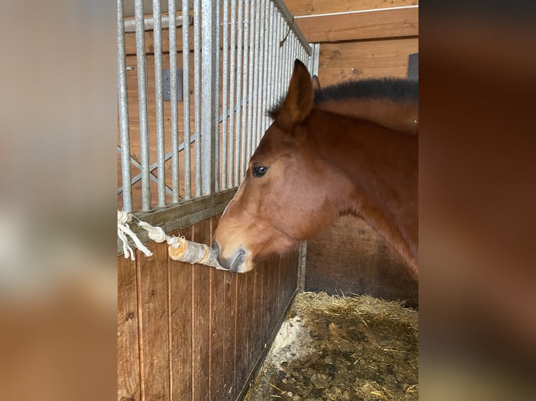 Freiberg / Franches Montagnes Giumenta 8 Anni 154 cm Baio in Othmarsingen