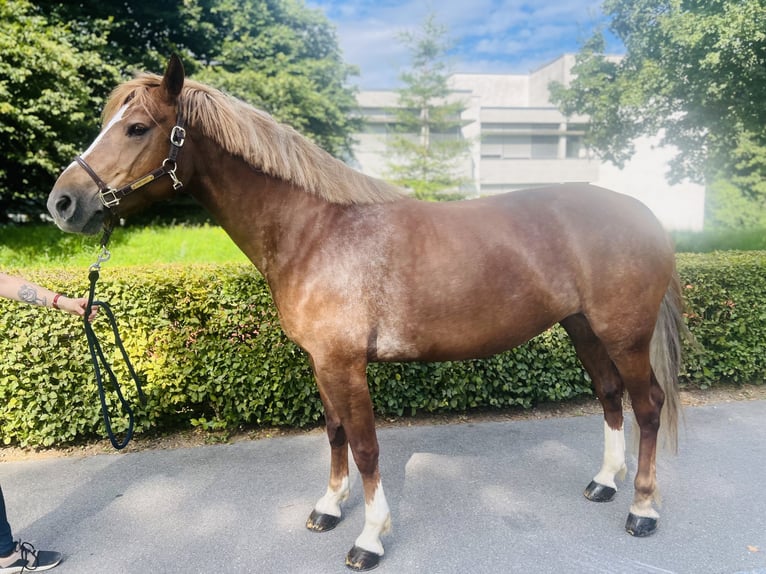 Freiberg / Franches Montagnes Giumenta 8 Anni 155 cm Sauro in Dietikon