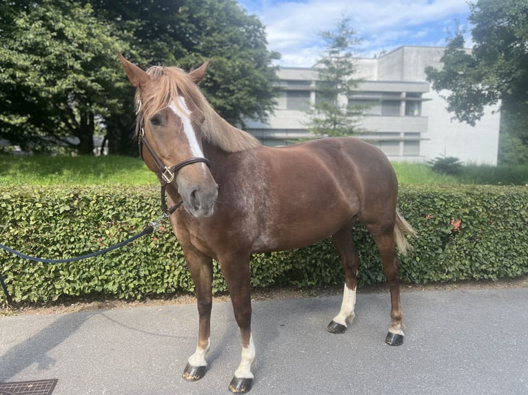 Freiberg / Franches Montagnes Giumenta 8 Anni 155 cm Sauro in Dietikon