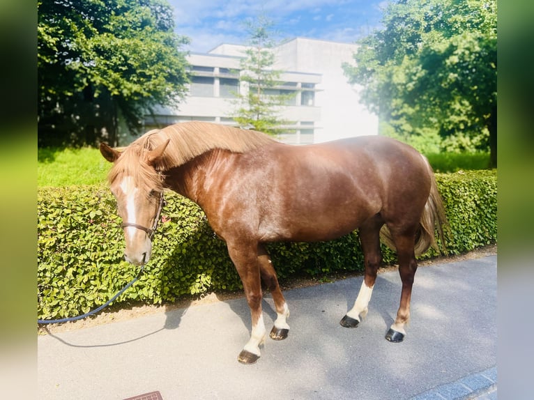 Freiberg / Franches Montagnes Giumenta 8 Anni 155 cm Sauro in Dietikon