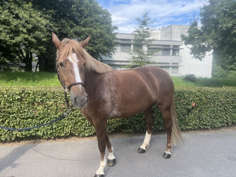 Freiberg / Franches Montagnes Giumenta 8 Anni 155 cm Sauro in Dietikon