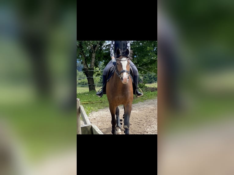 Freiberg / Franches Montagnes Giumenta 8 Anni 161 cm Baio in GörwihlGörwihl