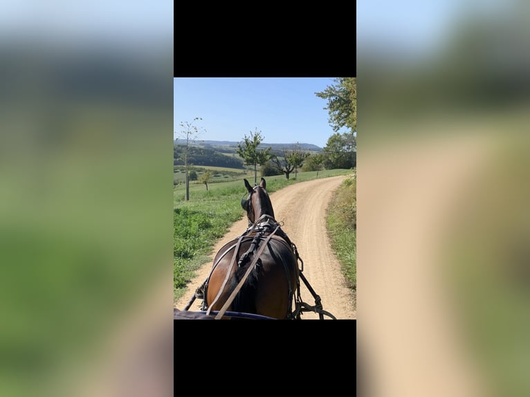 Freiberg / Franches Montagnes Giumenta 8 Anni 161 cm Baio in GörwihlGörwihl