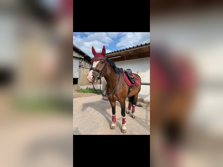 Freiberg / Franches Montagnes Giumenta 8 Anni 161 cm Baio in GörwihlGörwihl