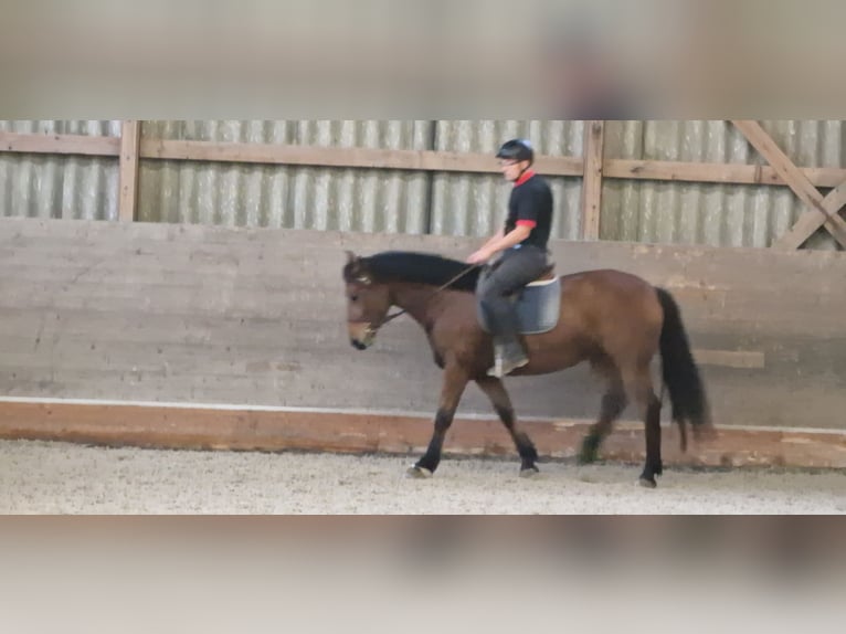 Freiberg / Franches Montagnes Giumenta 9 Anni 165 cm Baio in Bözberg