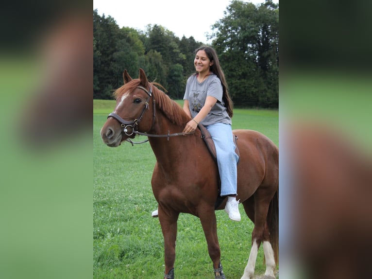 Freiberg / Franches Montagnes Giumenta 9 Anni 165 cm Sauro in Bettwiesen