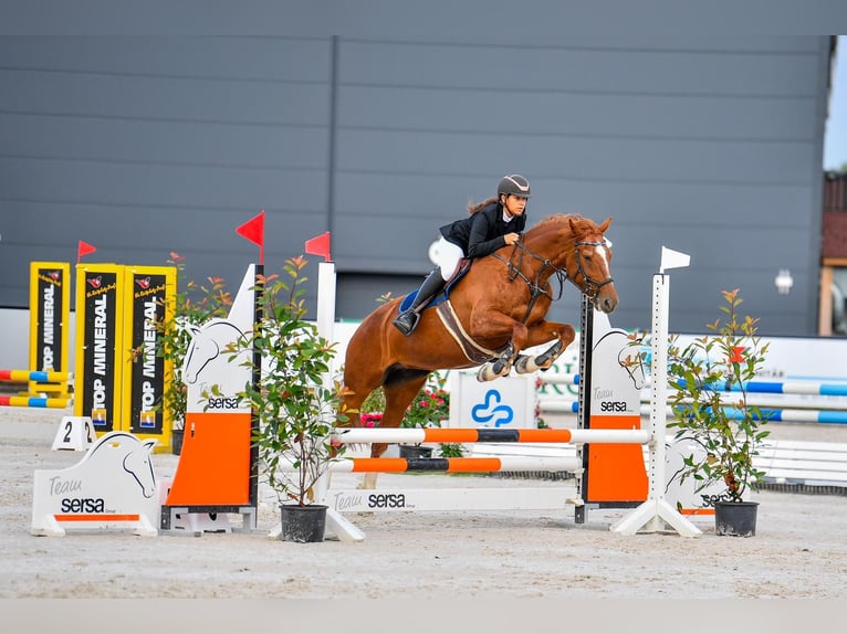 Freiberg / Franches Montagnes Giumenta 9 Anni 165 cm Sauro in Bettwiesen