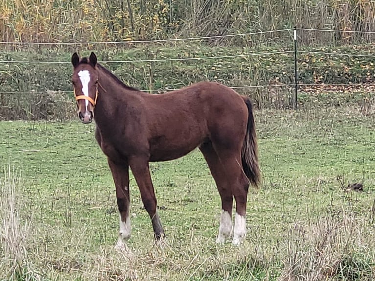 Freiberg / Franches Montagnes Stallone 1 Anno 155 cm Baio in Nürnberg