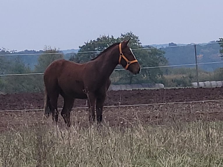 Freiberg / Franches Montagnes Stallone 1 Anno 155 cm Baio in Nürnberg