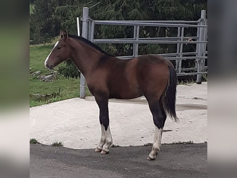 Freiberg / Franches Montagnes Stallone 1 Anno 160 cm Baio in Zuidwolde