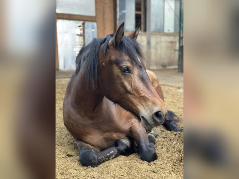 Freiberg / Franches Montagnes Stallone 6 Anni 162 cm Baio in Inzlingen