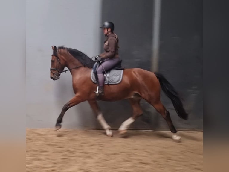 Freiberg / Franches Montagnes Stallone 6 Anni 163 cm Baio in Nuenen