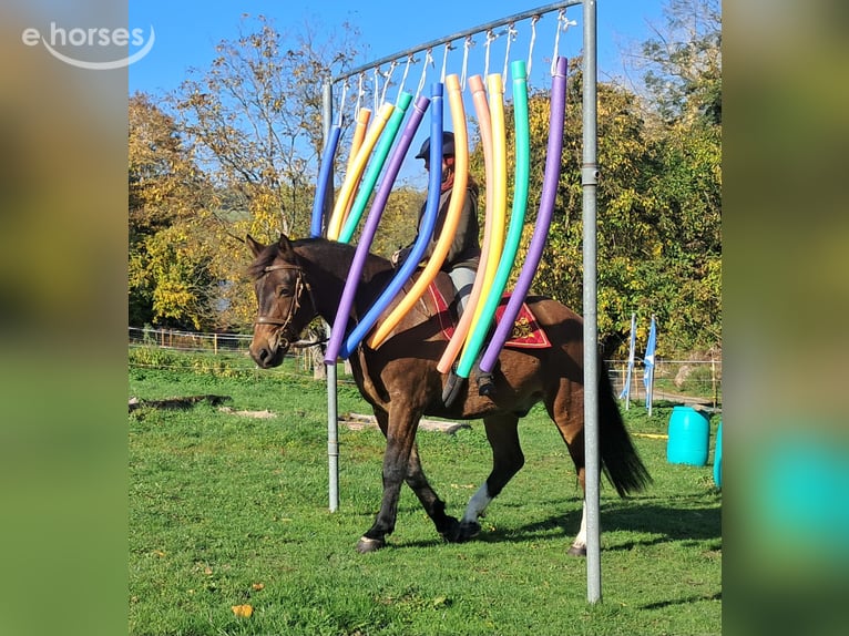 Freiberg / Franches Montagnes Castrone 10 Anni 160 cm Baio in Bayerbach