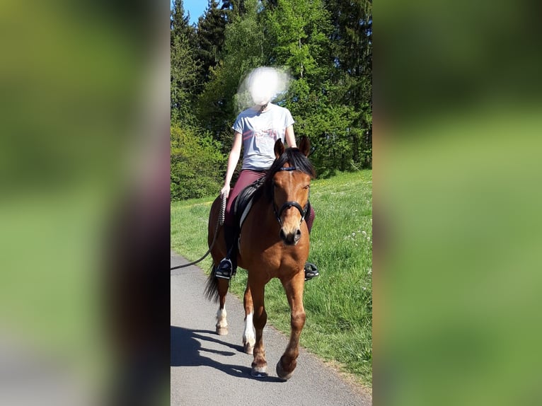 Freiberg / Franches Montagnes Castrone 10 Anni 165 cm Baio in Birkenfeld