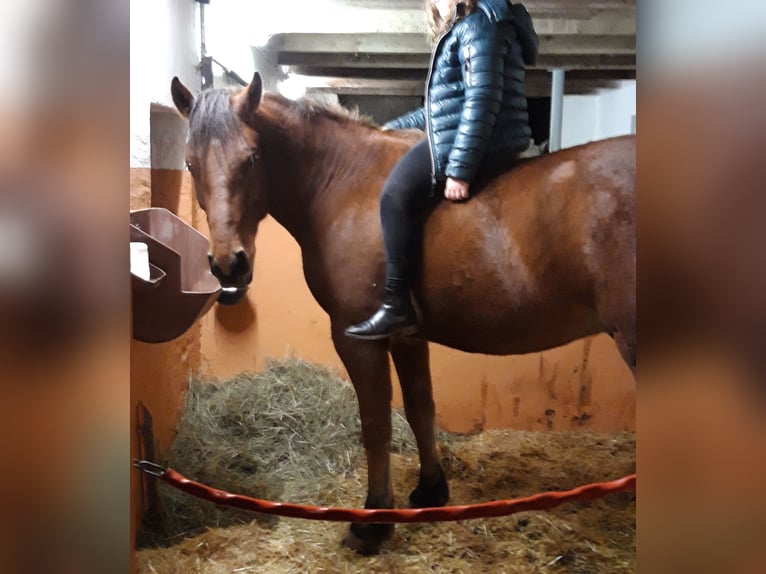 Freiberg / Franches Montagnes Castrone 10 Anni 165 cm Baio in Birkenfeld