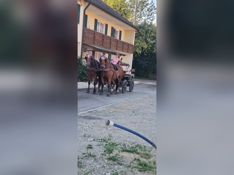 Freiberg / Franches Montagnes Castrone 11 Anni 152 cm Baio in Aystetten