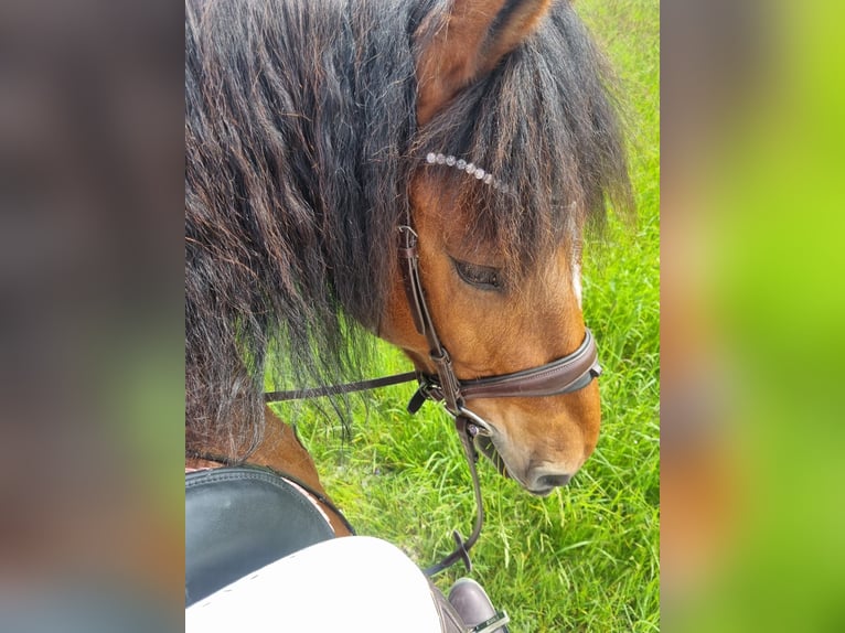 Freiberg / Franches Montagnes Castrone 11 Anni 152 cm Baio in Aystetten