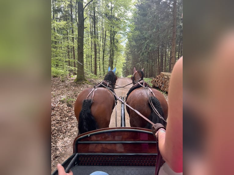 Freiberg / Franches Montagnes Castrone 11 Anni 152 cm Baio in Aystetten