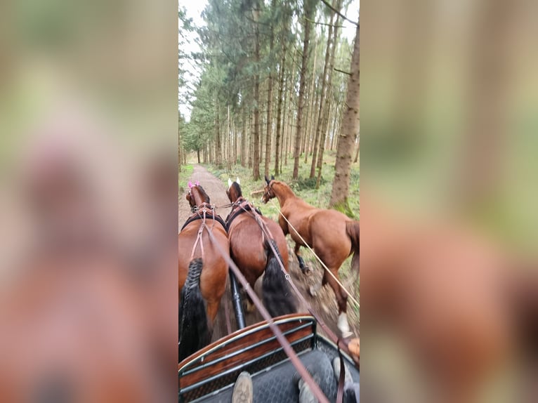 Freiberg / Franches Montagnes Castrone 11 Anni 152 cm Baio in Aystetten