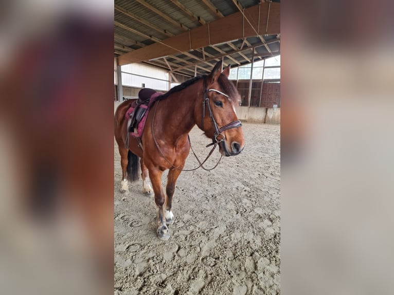 Freiberg / Franches Montagnes Castrone 11 Anni 152 cm Baio in Aystetten