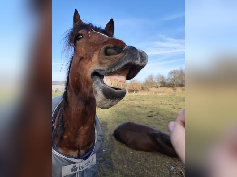 Freiberg / Franches Montagnes Castrone 11 Anni 152 cm Baio in Aystetten