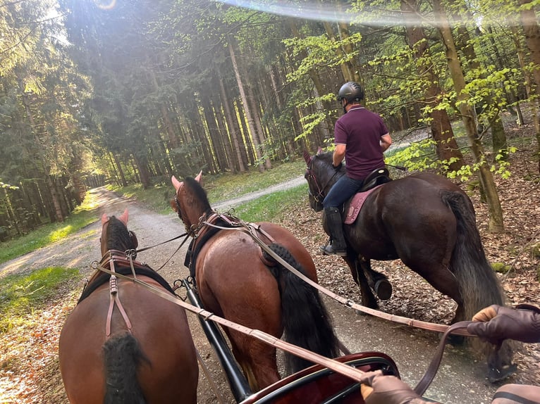 Freiberg / Franches Montagnes Castrone 11 Anni 152 cm Baio in Biberbach