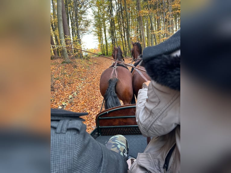 Freiberg / Franches Montagnes Castrone 11 Anni 152 cm Baio in Biberbach