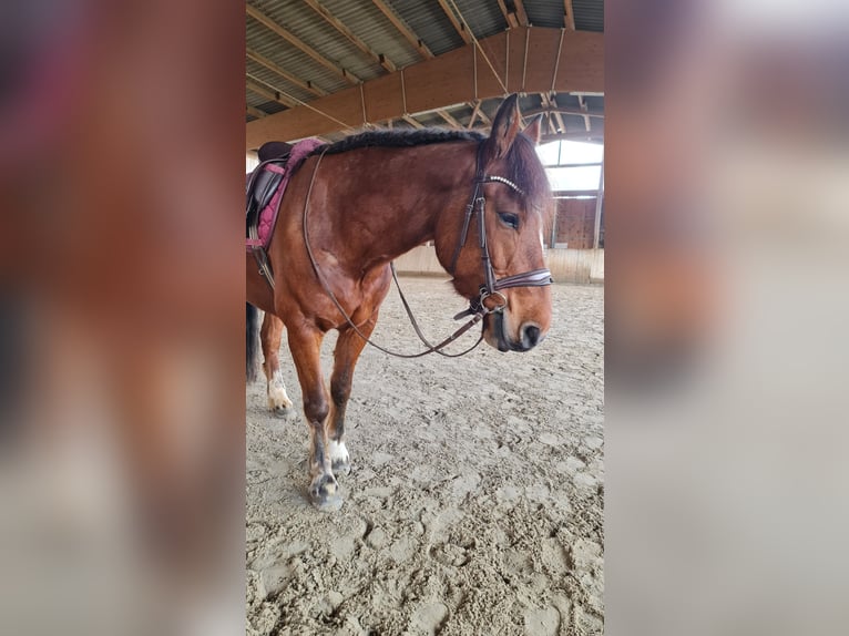 Freiberg / Franches Montagnes Castrone 11 Anni 152 cm Baio in Biberbach