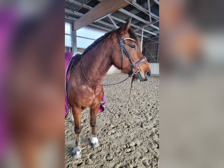 Freiberg / Franches Montagnes Castrone 11 Anni 152 cm Baio in Biberbach