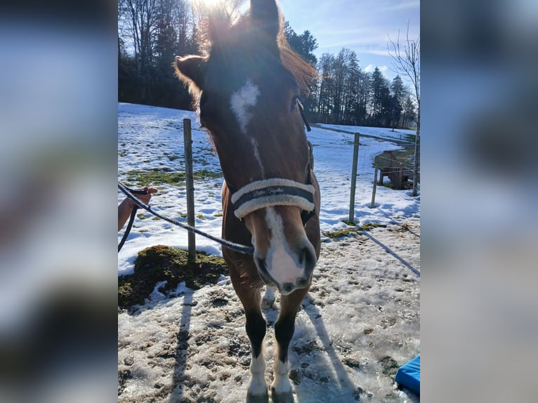 Freiberg / Franches Montagnes Castrone 12 Anni 155 cm Baio in Schmiedrued