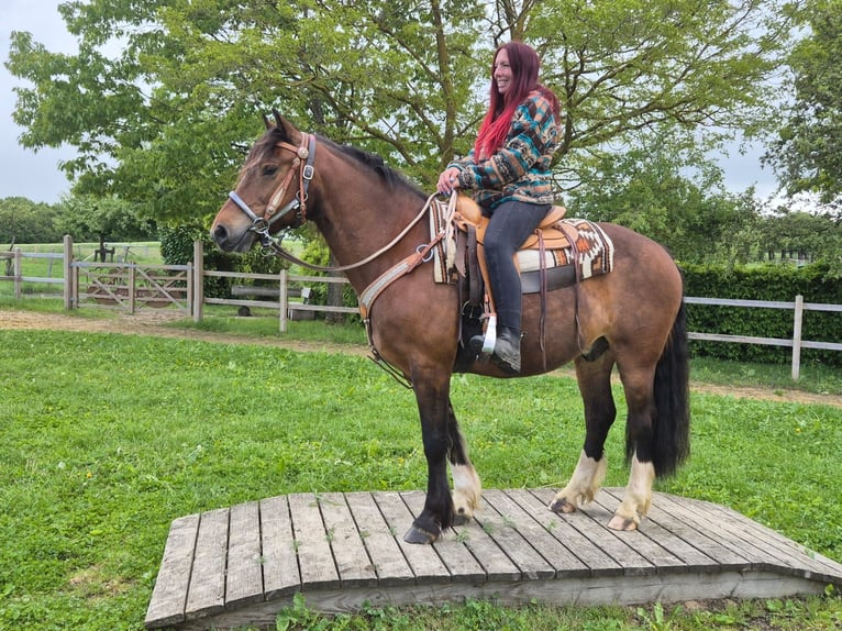 Freiberg / Franches Montagnes Castrone 12 Anni 156 cm Baio in Linkenbach