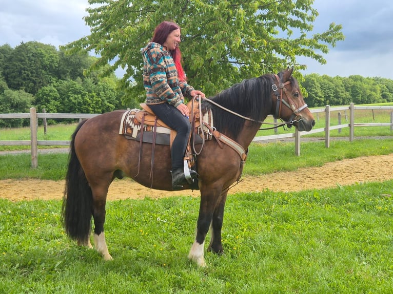 Freiberg / Franches Montagnes Castrone 12 Anni 156 cm Baio in Linkenbach