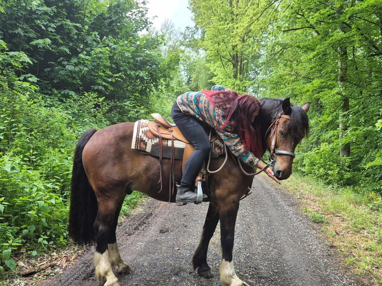 Freiberg / Franches Montagnes Castrone 12 Anni 156 cm Baio in Linkenbach