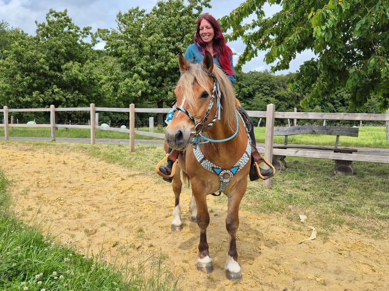 Freiberg / Franches Montagnes Mix Castrone 12 Anni 156 cm Sauro in Linkenbach