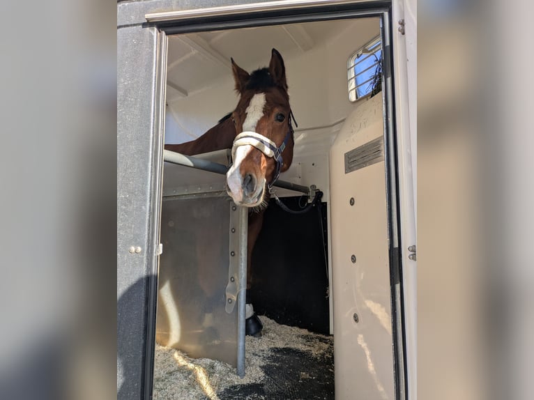 Freiberg / Franches Montagnes Castrone 12 Anni 159 cm Baio in Ettiswil